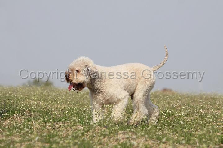 LAGOTTO 102.jpg